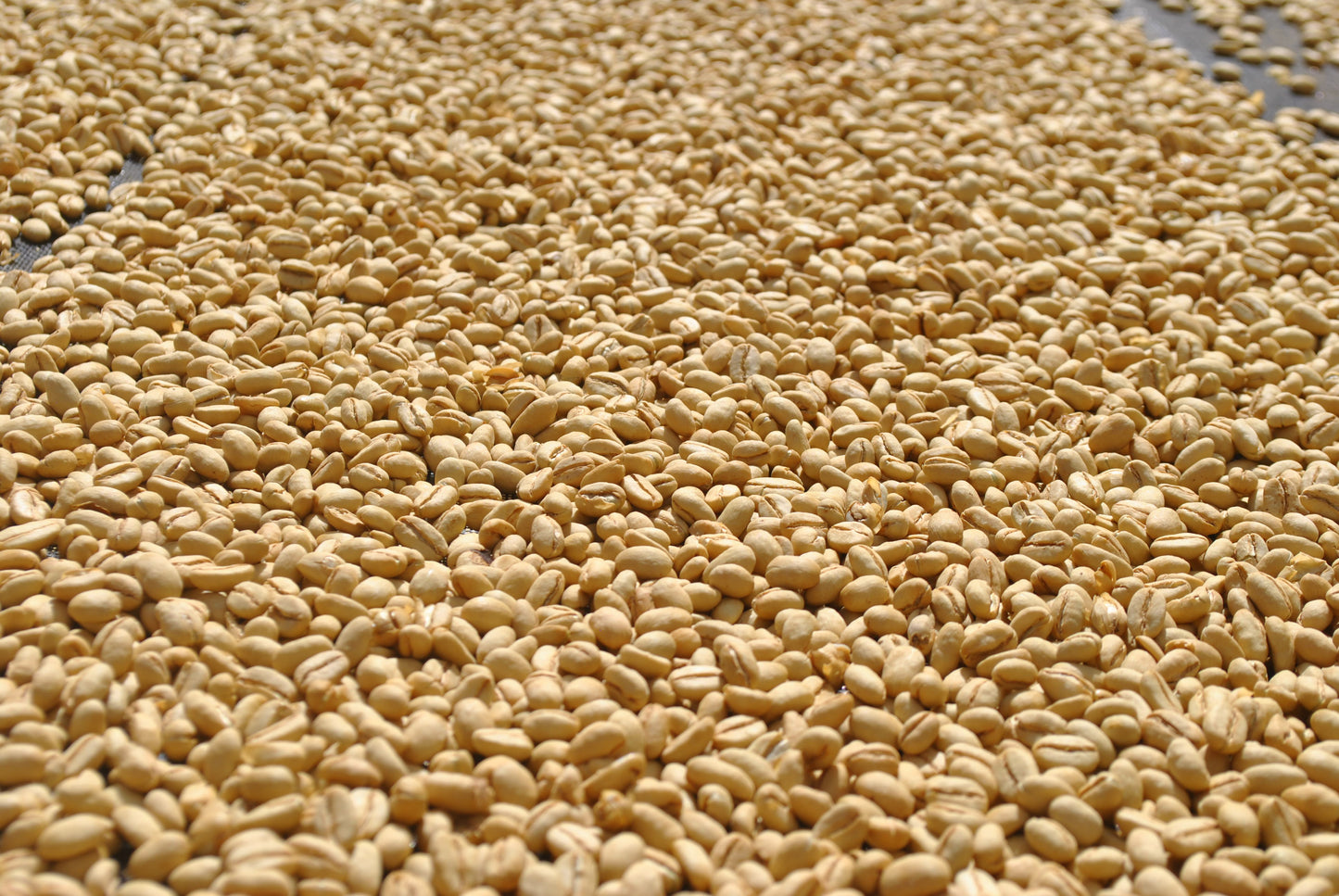 Finca Juan Martin - Oxidation Washed Sidra - Colombia