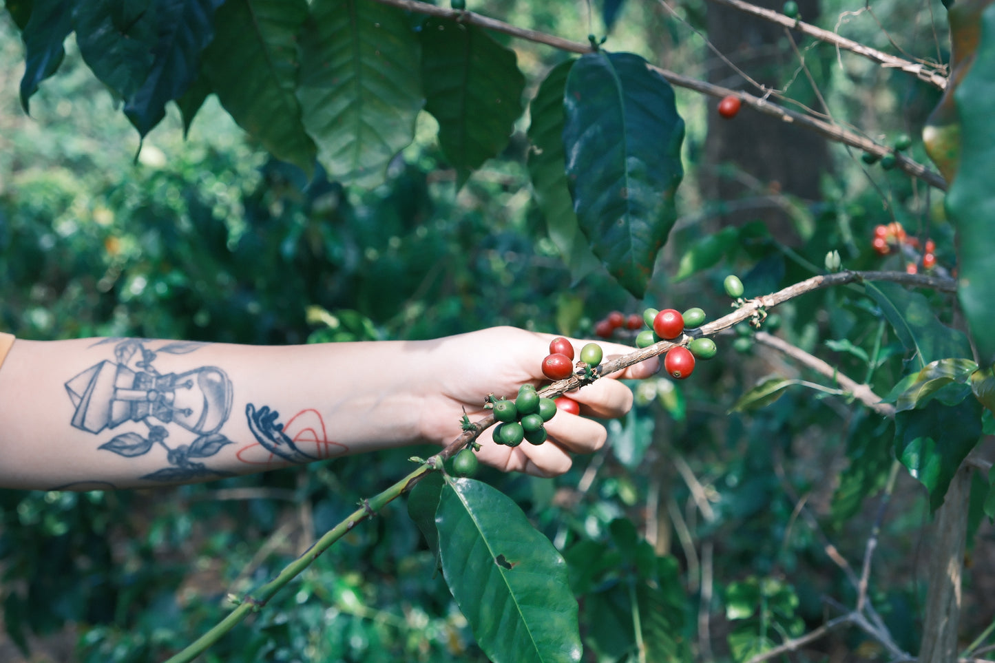 Project One Light Blue Iris - Yeast Anaerobic Honey Catimor - China