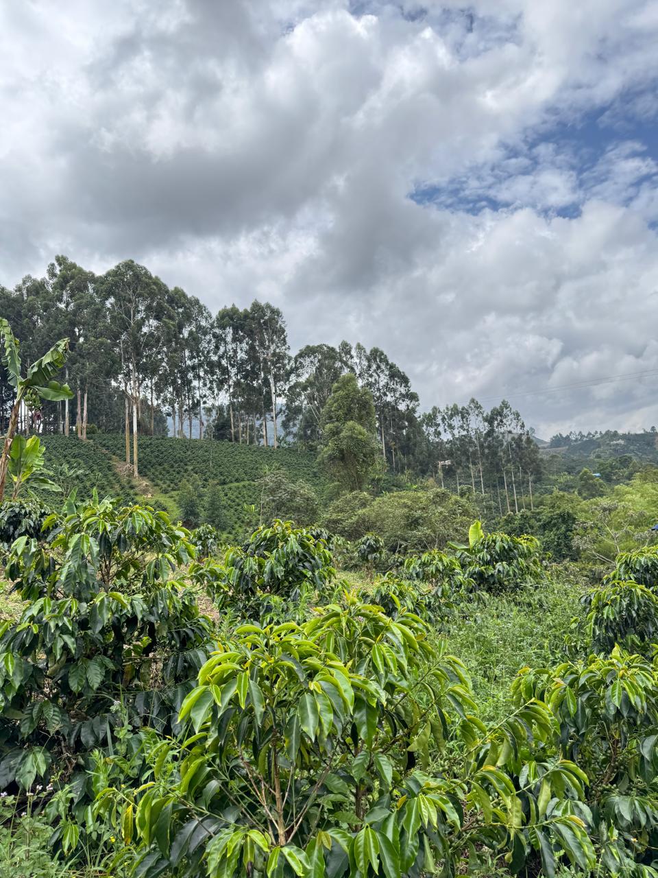 Rosa Del Mar - Edgar Motta - Semi-washed Pink Bourbon - Colombia