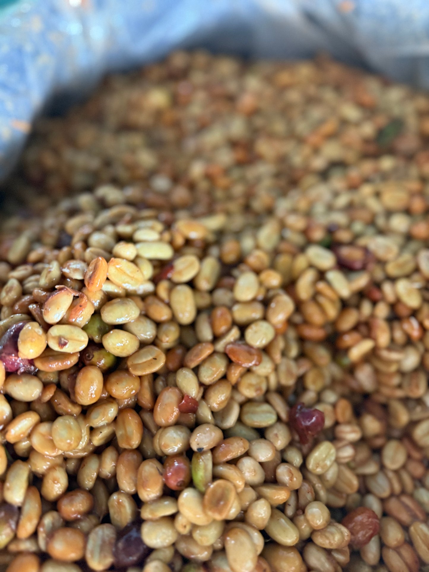 Joel Mirez Marin Family - Anaerobic Natural Catuai Marshell Gesha - Peru