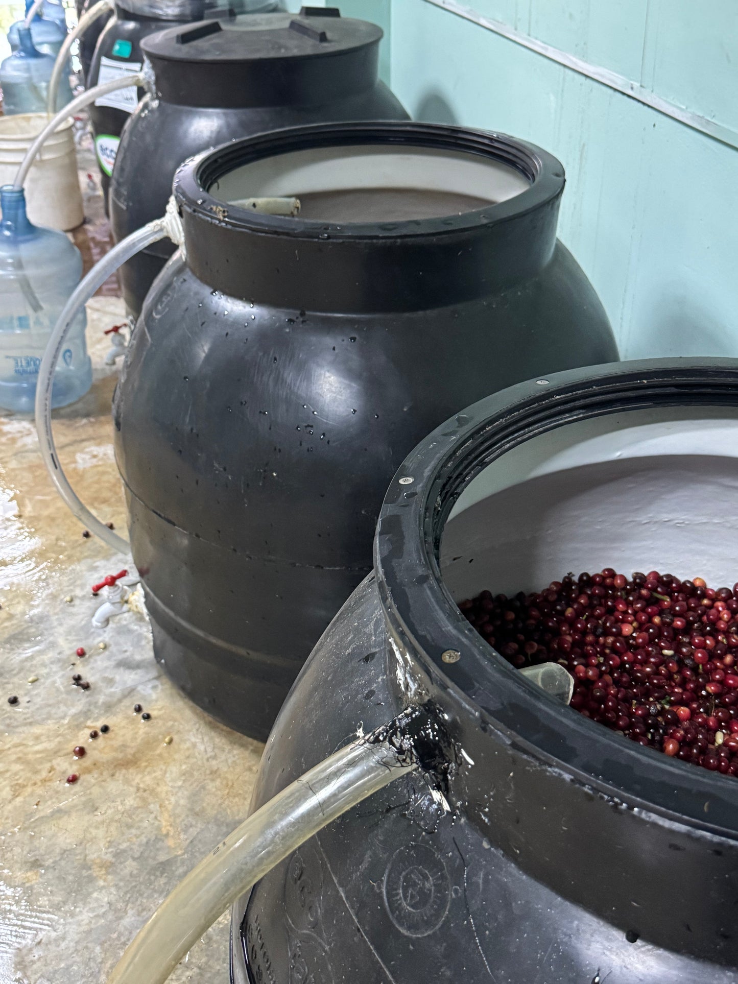 Chevas Coffee Estate - Washed Gesha 6161C - Panama