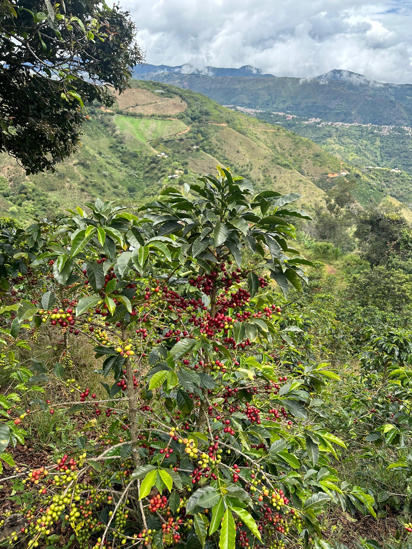 Carlos Estrella Gesha Washed - Finca La Estrella Lot #1 - Colombia