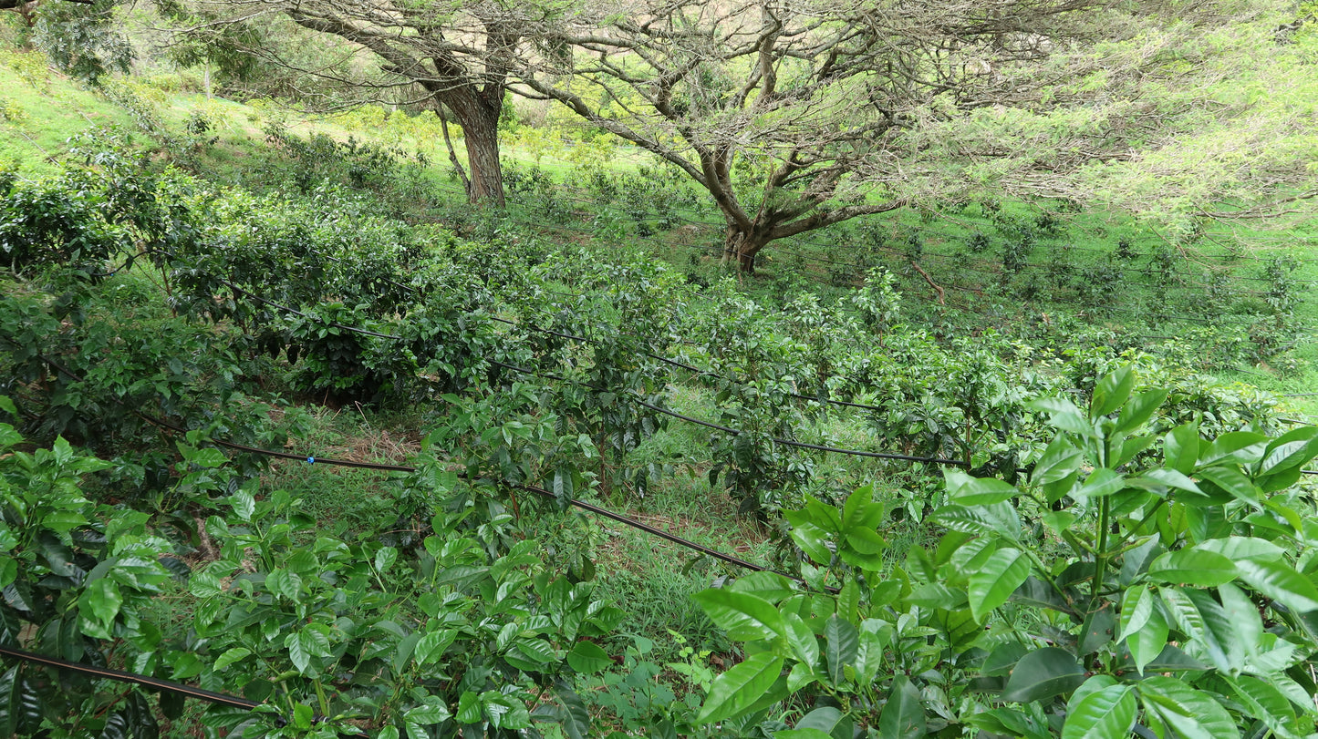 La Noria Lot #2 - Double Fermentation Washed Gesha - Ecuador