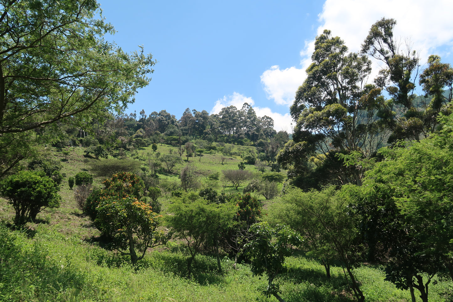 La Noria Lot #2 - Double Fermentation Washed Gesha - Ecuador