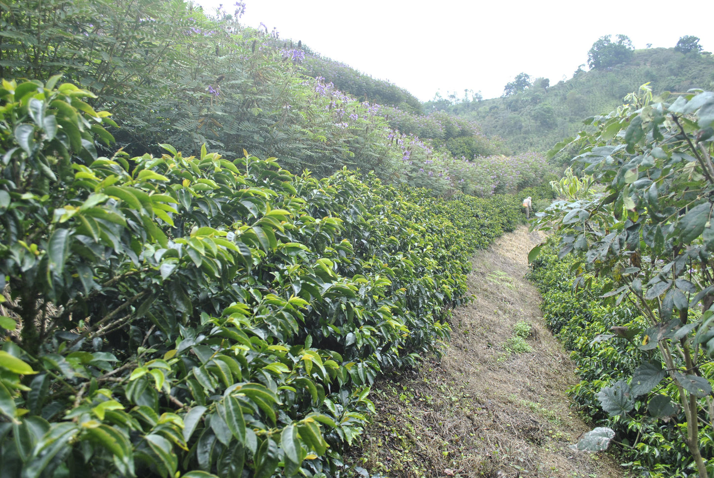 Finca Juan Martin - Oxidation Washed Pink Bourbon - Colombia
