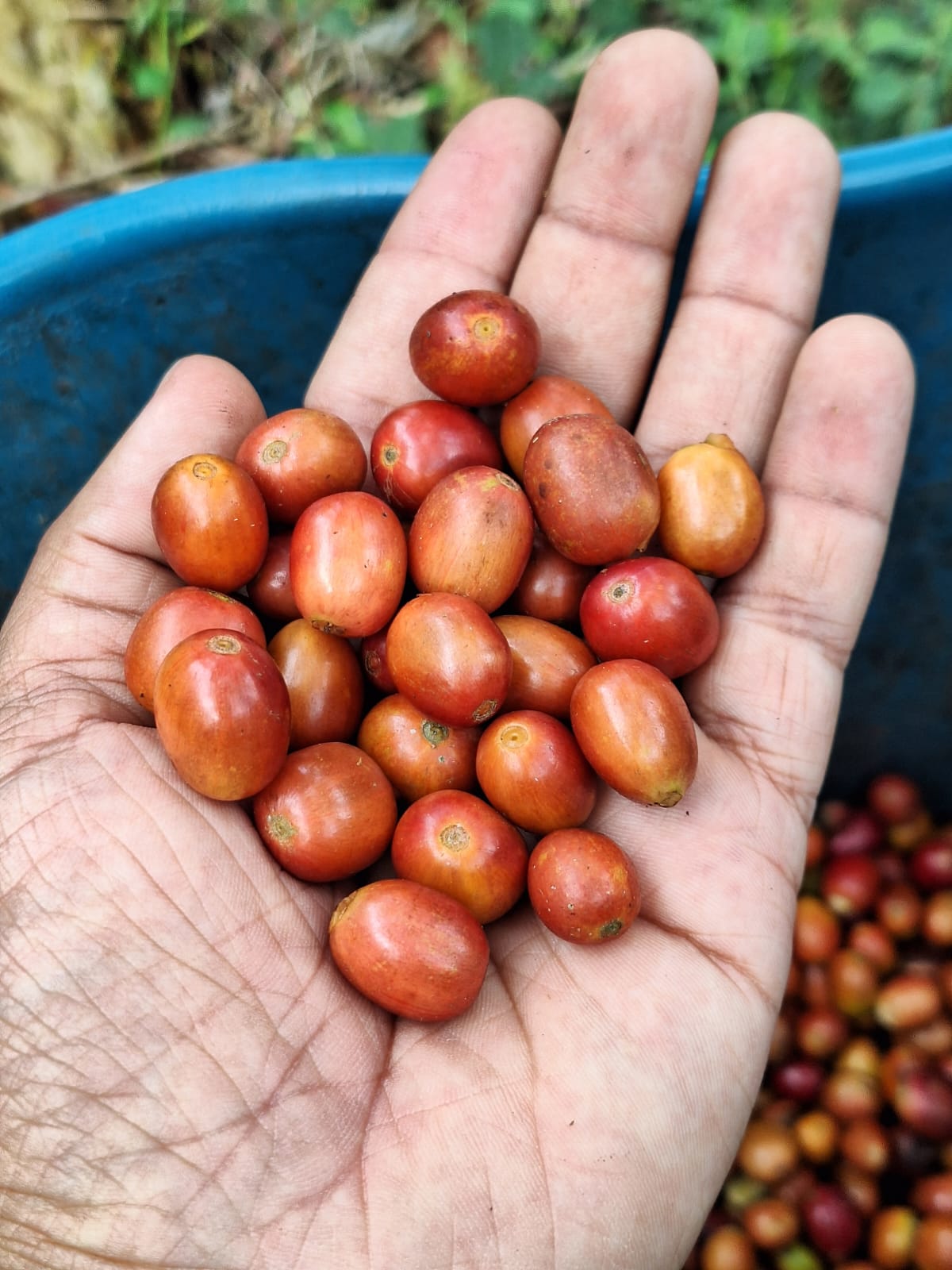 Finca Juan Martin - Oxidation Washed Pink Bourbon - Colombia