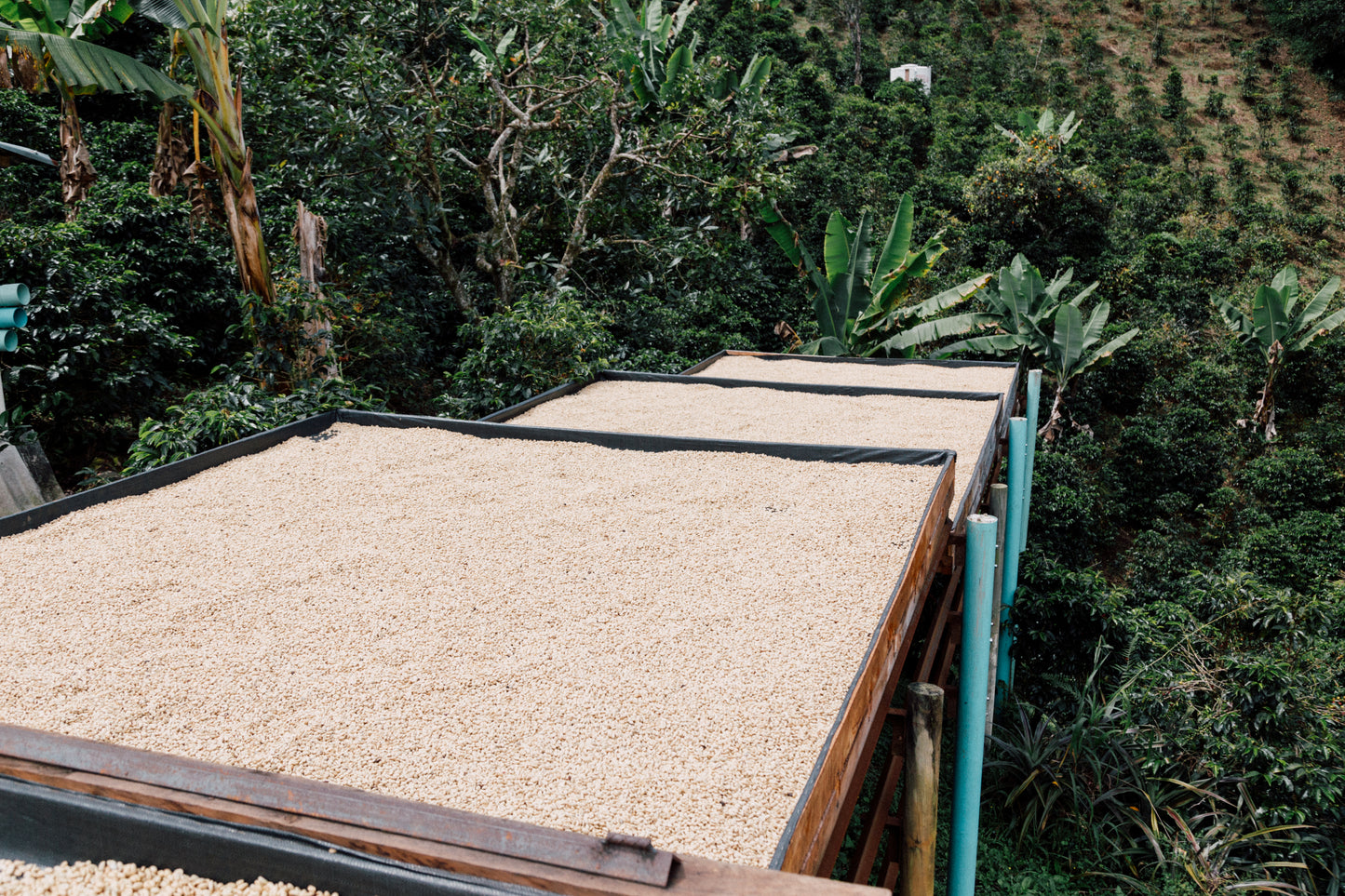 Carmen Montoya Bella Vista - Washed Chiroso - Colombia