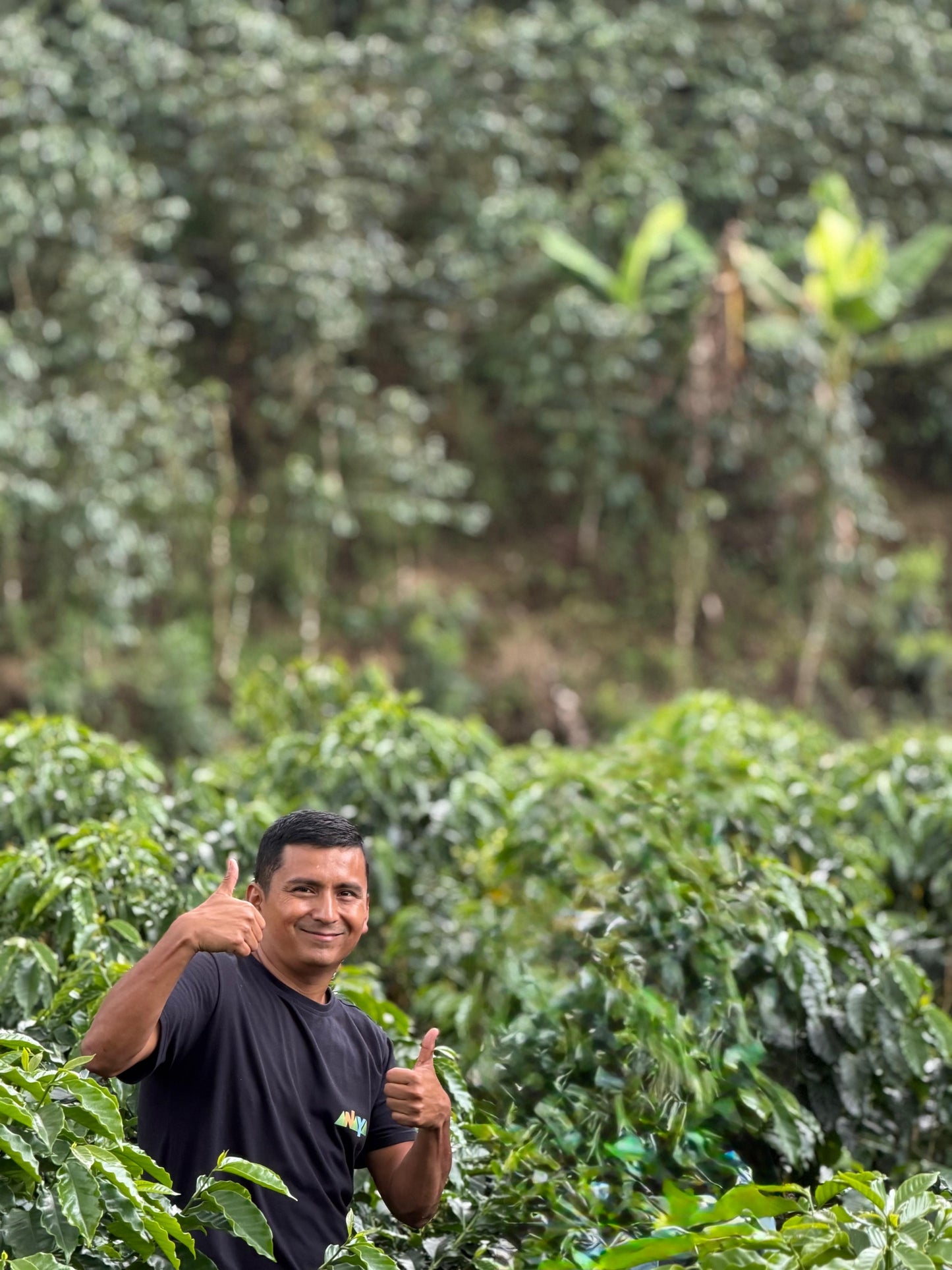Deiro Garcia Finca Lord Voldemort - Panela Yeast Washed Caturra Chiroso - Colombia