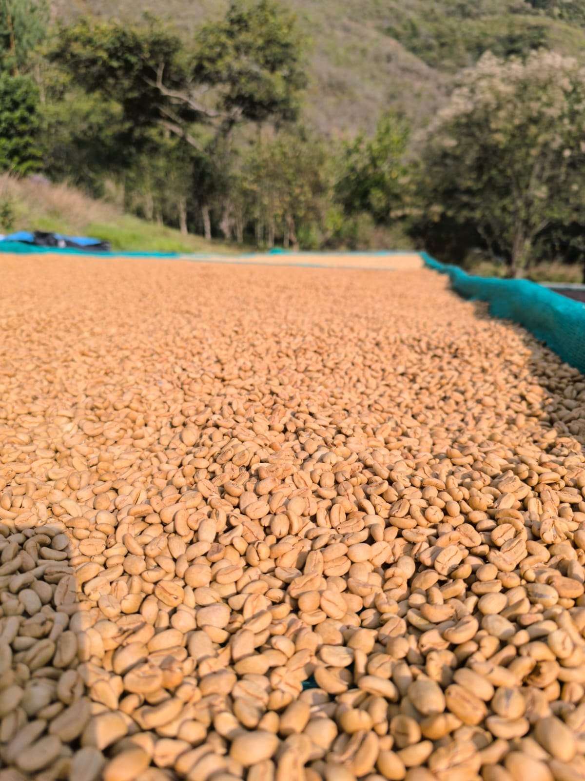 Chavez Estate Lot #2 - Jhenrri Chavez - Washed SL9 - Peru