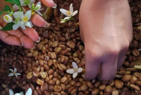 Central Sumatera Coffee Bener Meriah Estate - Jasmine + Yeast Inoculated Wet-Hulled Typica - Indonesia