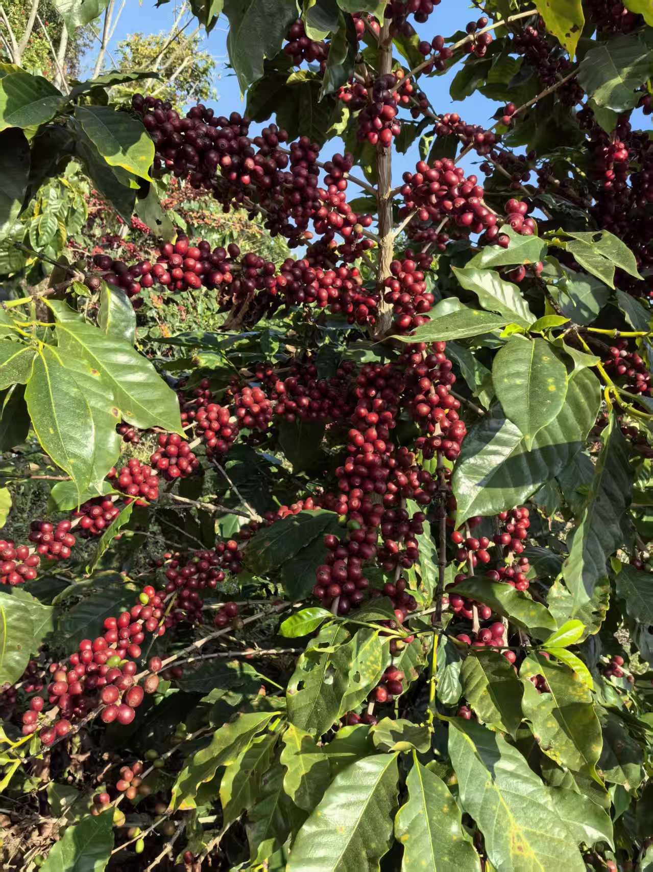 Zhu Xian’e Songfeng Estate - Anaerobic Natural Catimor - China