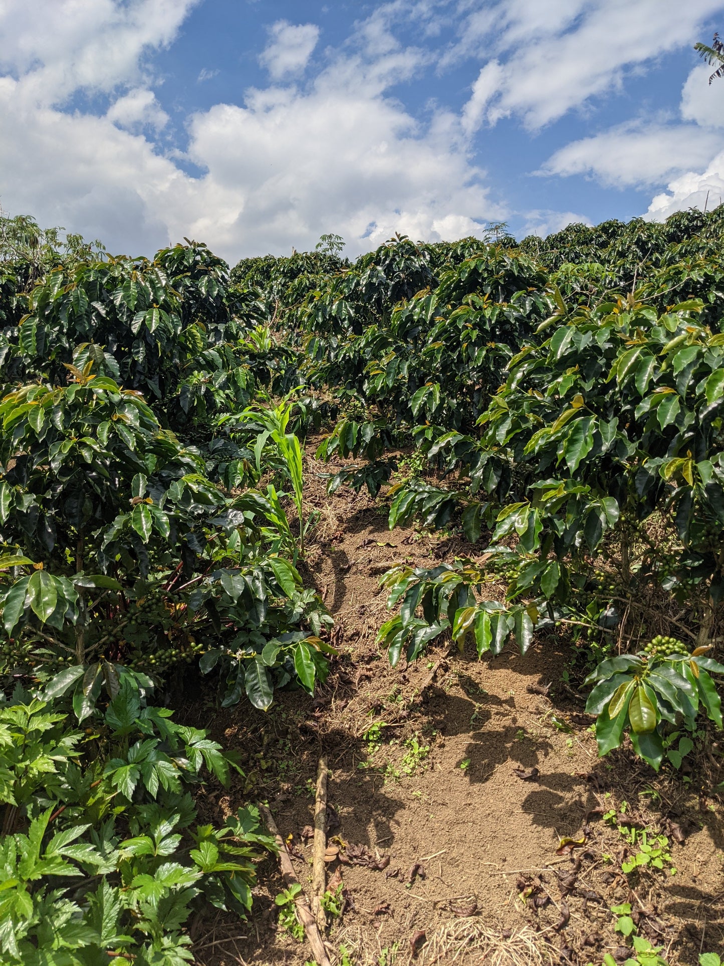 La Dinastia - Wilder Lazo - Lemongrass Yellow Honey Gesha - Colombia