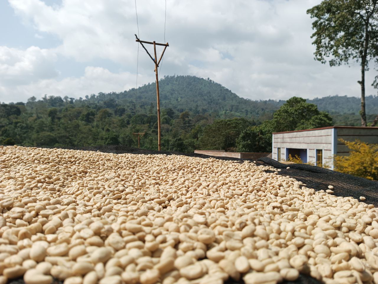 Banko Taratu Smallholder Farmers - Washed Landrace - Ethiopia