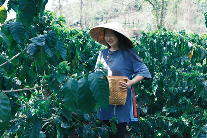 Project One Light Peach Oolong - Yeast Anaerobic Natural Catimor - China