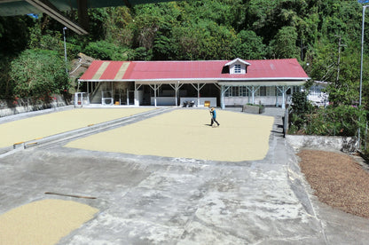 Finca Los Cantares Marie Vallarino - Washed Caturra Catuai - Panama