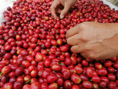 Finca Juan Martin - Oxidation Washed Sidra - Colombia