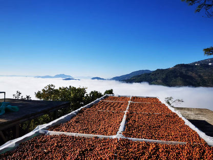 Zhu Xian’e Songfeng Estate - Anaerobic Natural Catimor - China