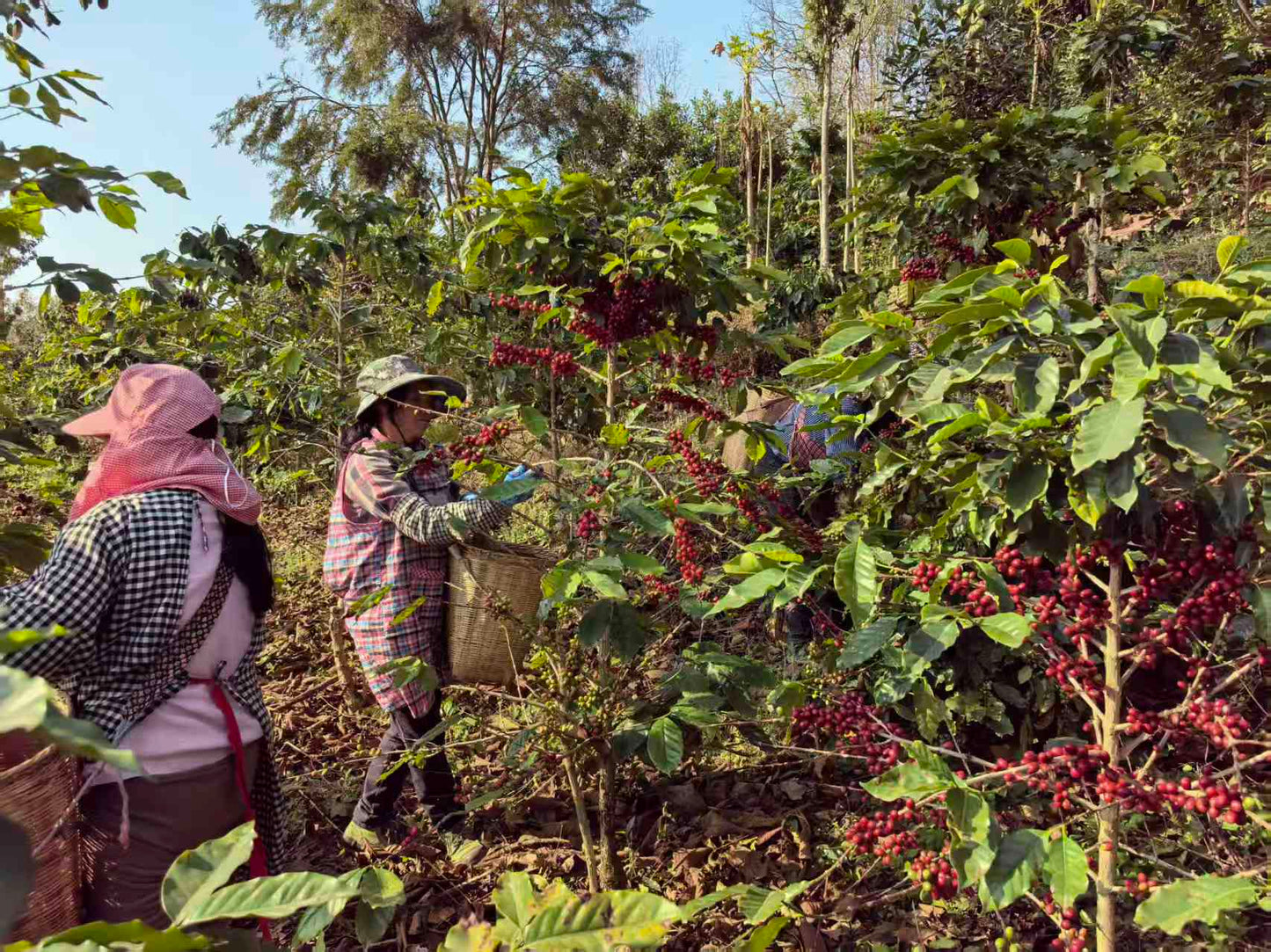 Zhu Xian’e Songfeng Estate - Anaerobic Natural Catimor - China