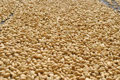 Finca Juan Martin - Oxidation Washed Sidra - Colombia