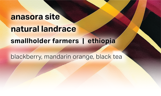 Anasora Site - Smallholder Farmers - Natural Landrace - Ethiopia