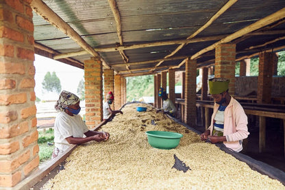 Ngoma Station J.M.V. Usekanabagoyi - Washed Red Bourbon - Rwanda