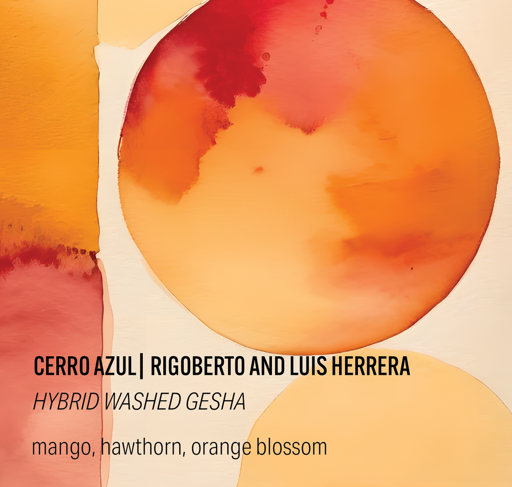 Cerro Azul Hybrid Washed Gesha - Colombia