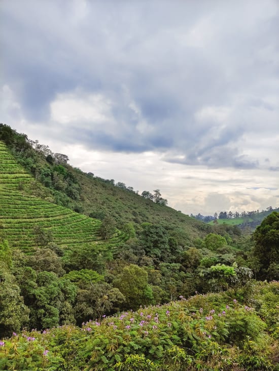 Finca Juan Martin - Banexport Project - Washed Gesha - Colombia