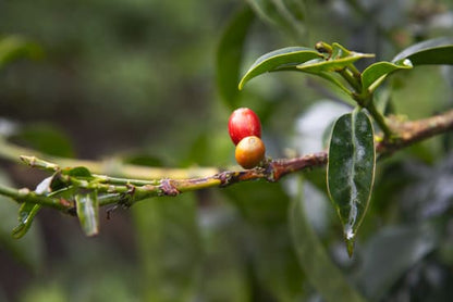 Finca Juan Martin - Banexport Project - Washed Gesha - Colombia