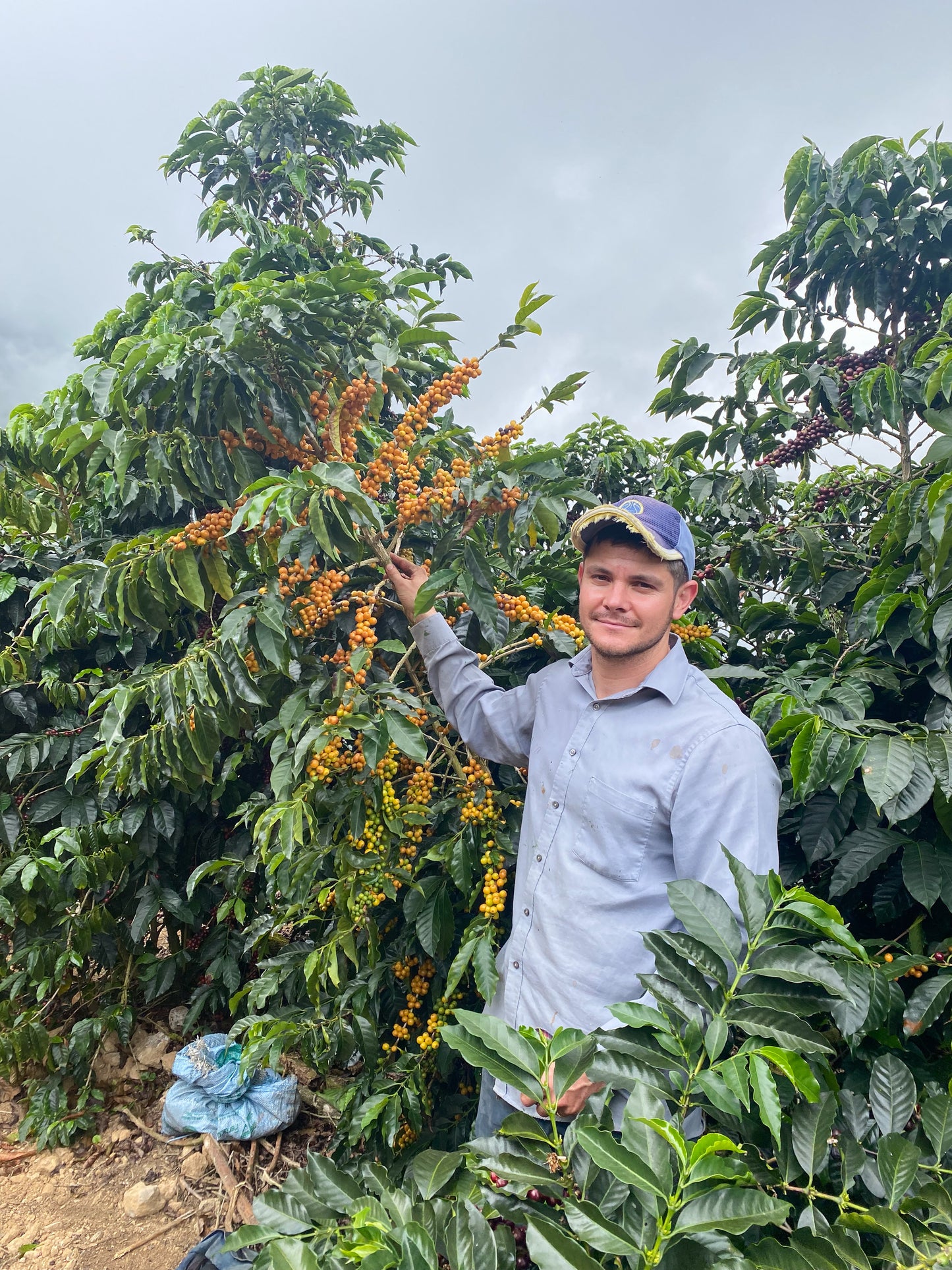 Finca El Analia - Diego Armando Madrigal Ureña - Natural Caturra Catuai - Costa Rica