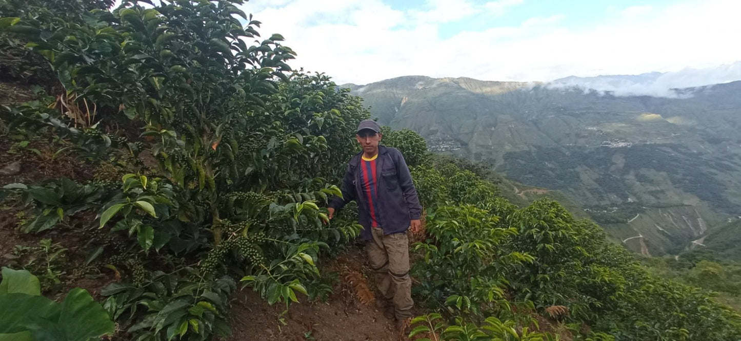 Gilber Huayllas Llaqta Pata - Anaerobic Washed SL9 - Peru
