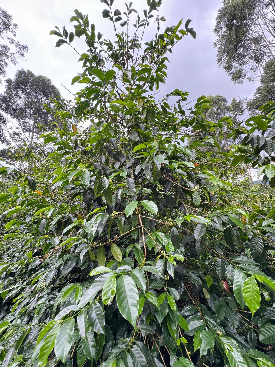 Rosa Del Mar - Edgar Motta - Semi-washed Pink Bourbon - Colombia