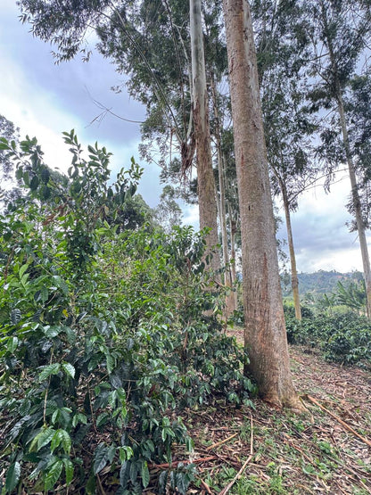 Rosa Del Mar - Edgar Motta - Semi-washed Pink Bourbon - Colombia