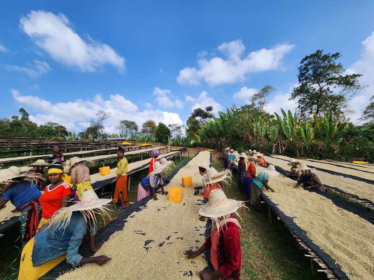 Banko Taratu - Smallholder Farmers - Washed Landrace - Ethiopia