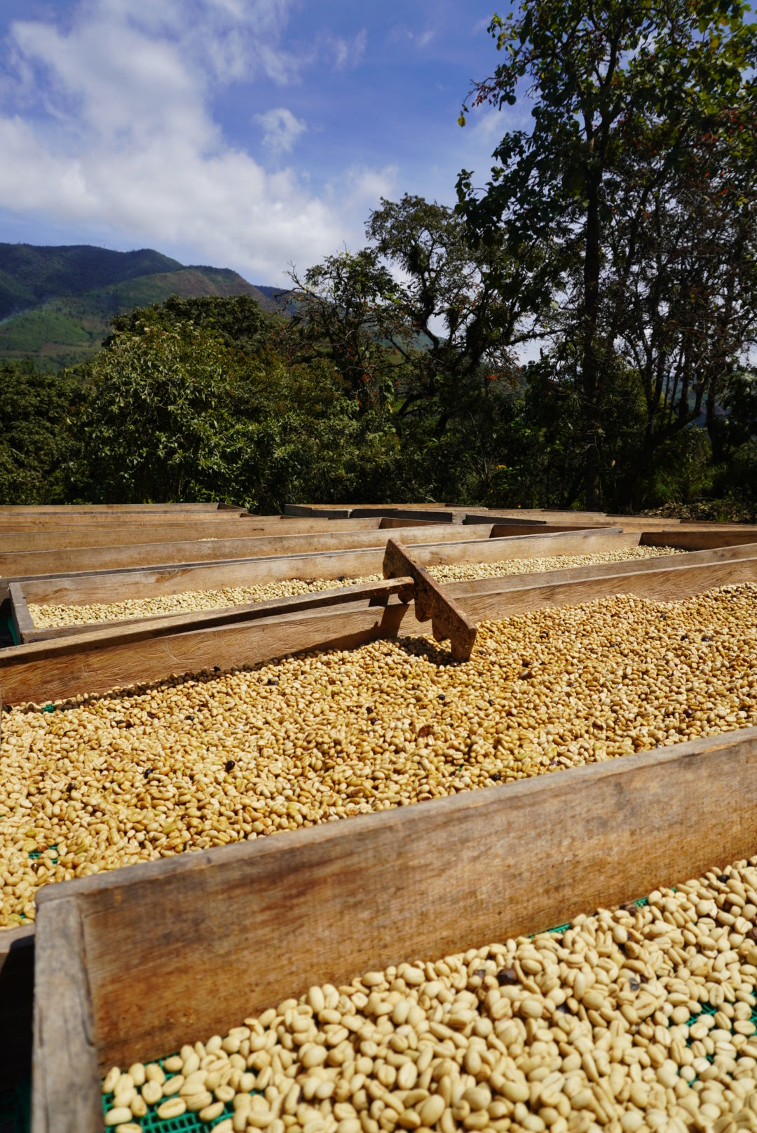 Finca Lugmapata - Anaerobic Washed Sidra - Ecuador