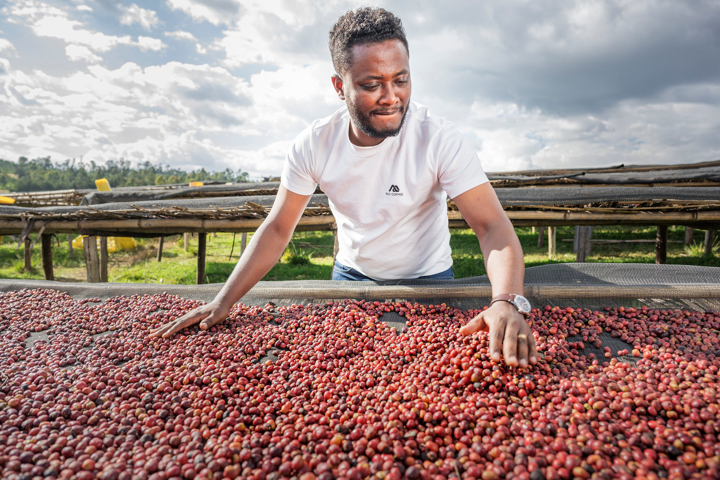 Tamiru Tadesse Alo Coffee - DRD Natural 74158 - Ethiopia