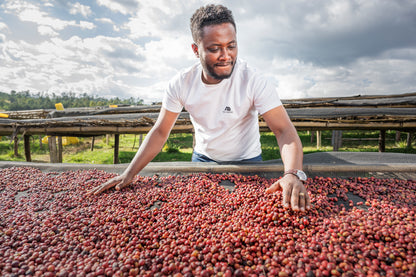 Tamiru Tadesse Alo Coffee - DRD Natural 74158 - Ethiopia