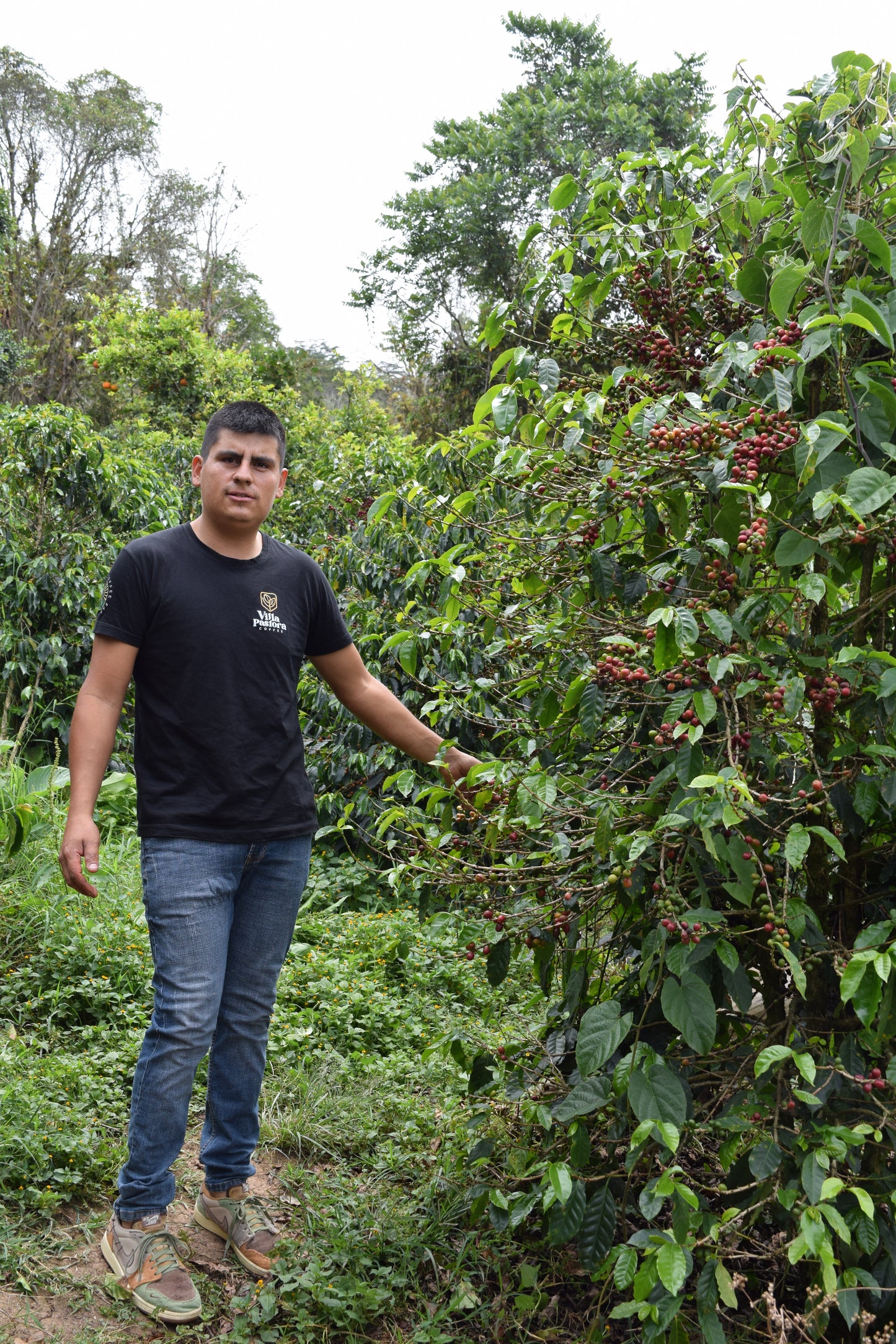 Villa Pastora Gerson Mora - Washed Aji Bourbon - Colombia