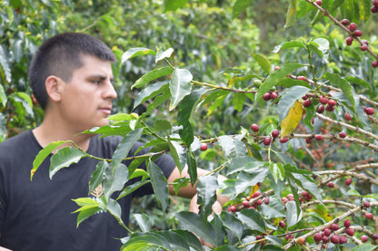 Villa Pastora Gerson Mora - Washed Aji Bourbon - Colombia