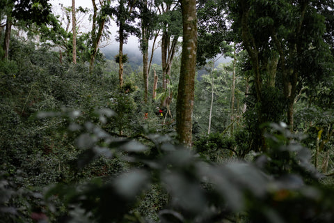 Lamastus Family El Burro Lot #16- ASD Natural Gesha - Panama