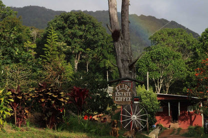 Elida Estate Plano Lot - Wilford Lamastus - ASD RF3D Natural Gesha - Panama