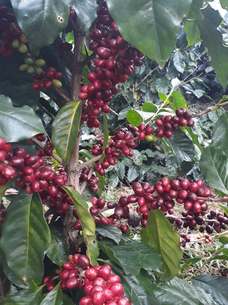 Alexia Mejia Finca Liquidambar - Anaerobic Washed Parainema - Honduras