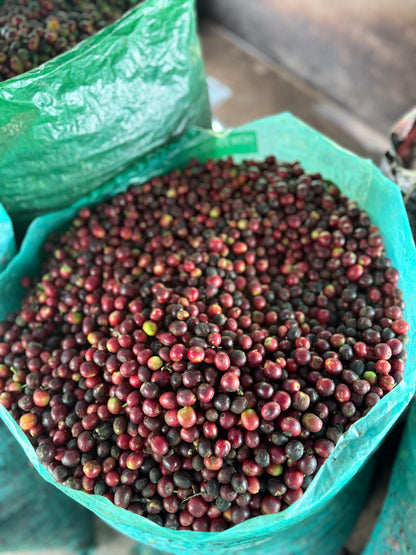 Joel Mirez Marin Family - Anaerobic Natural Catuai Marshell Gesha - Peru