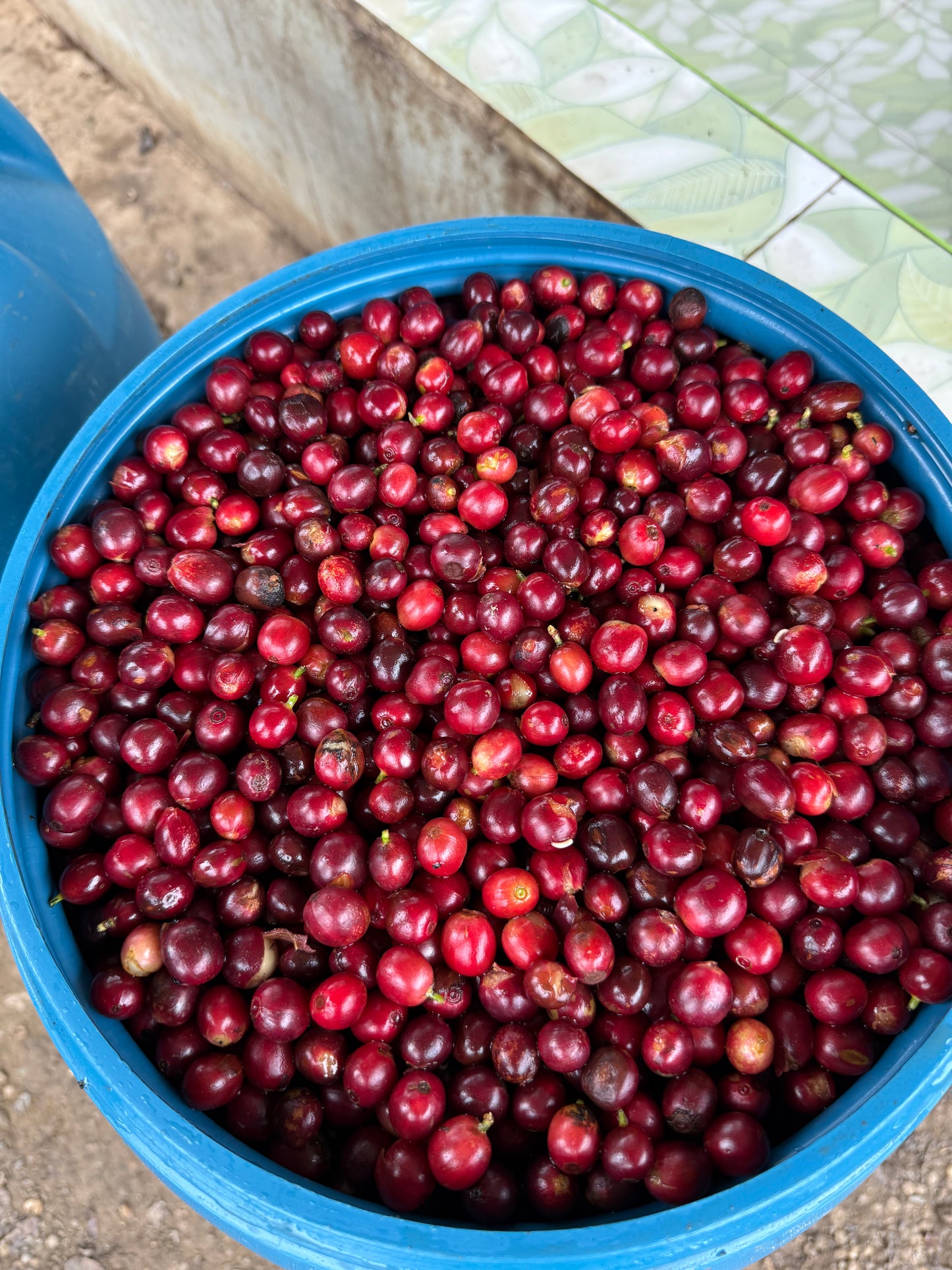 Maribel Herrera Torres San Antonio Village - Extended Washed Caturra Gesha - Peru