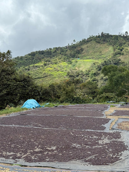 Maribel Herrera Torres San Antonio Village - Extended Washed Caturra Gesha - Peru