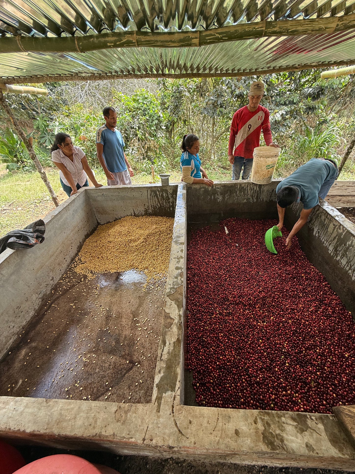 Maribel Herrera Torres San Antonio Village - Extended Washed Caturra Gesha - Peru