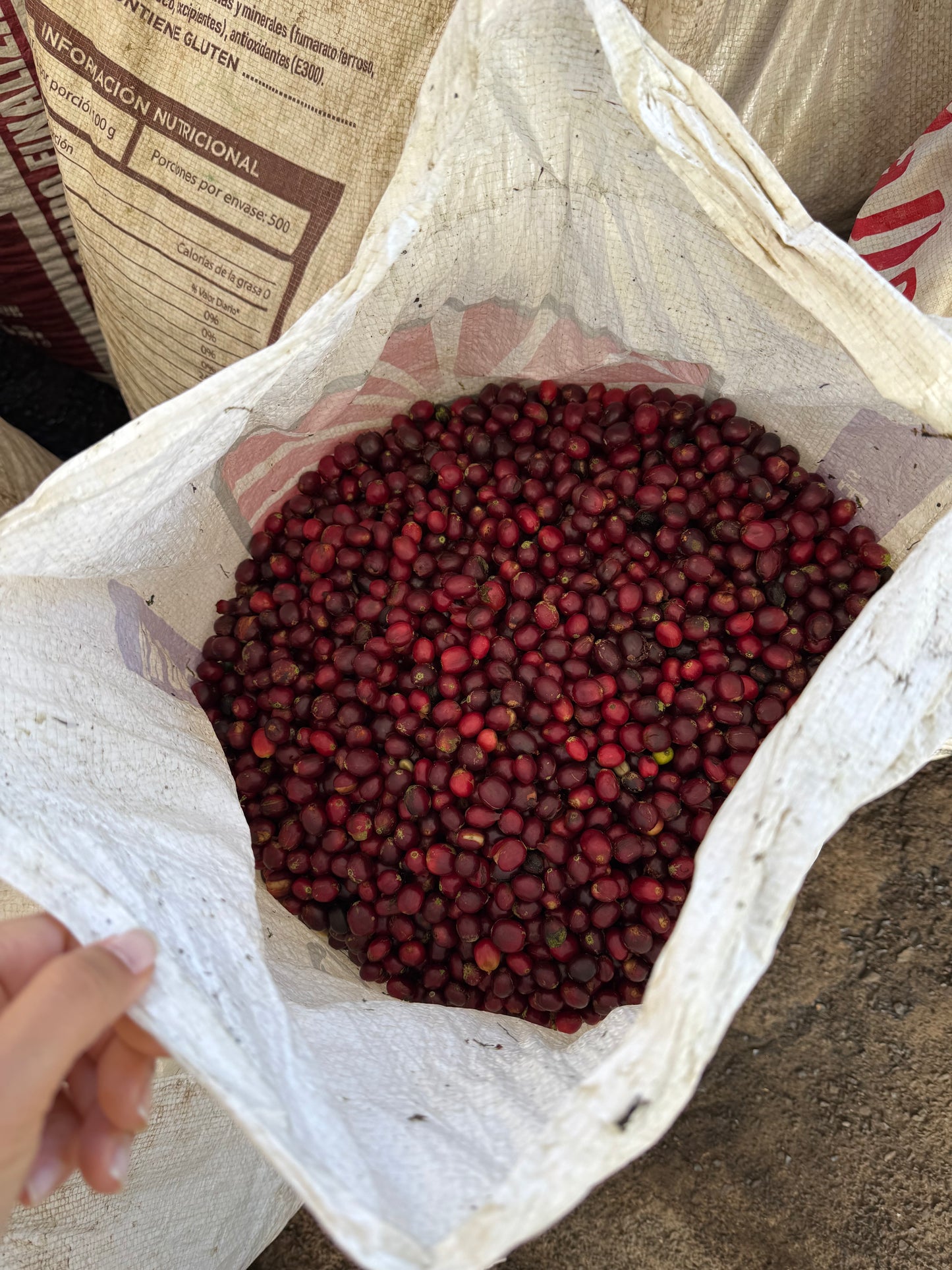 Finca Lugmapata - Anaerobic Washed Sidra - Ecuador