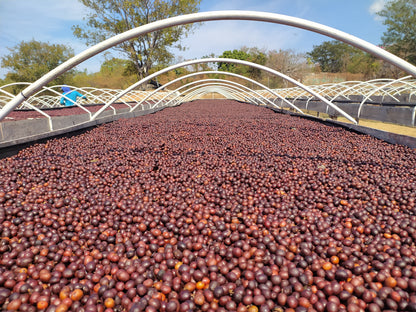Villa Pastora Gerson Mora - Washed Aji Bourbon - Colombia