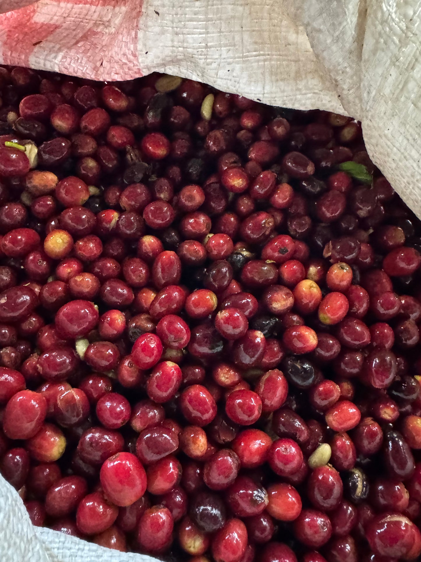 Chevas Coffee Estate Jose Luis Chevas - Washed Gesha - Panama
