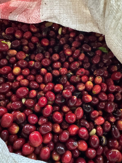 Chevas Coffee Estate Jose Luis Chevas - Washed Gesha - Panama