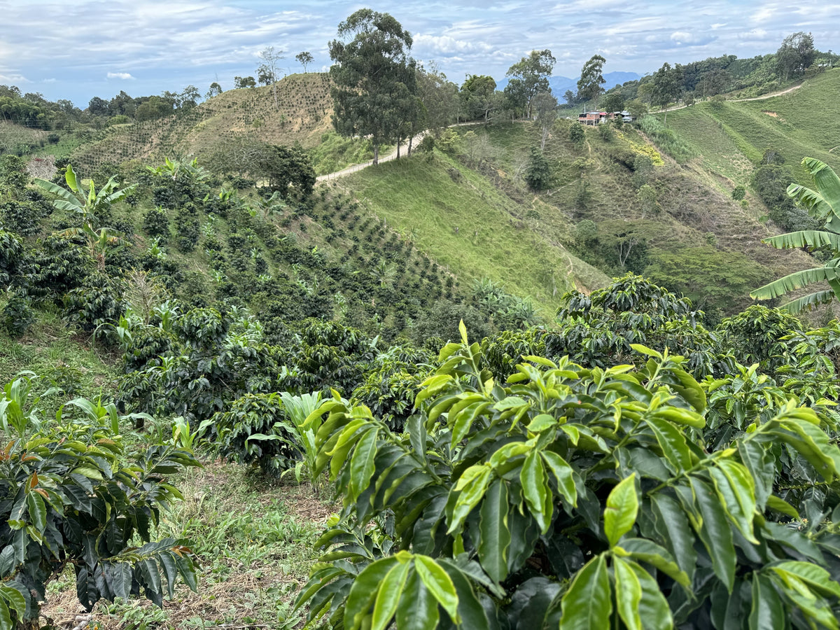 El Jardin - Jorge Rojas - Washed Chiroso - Colombia